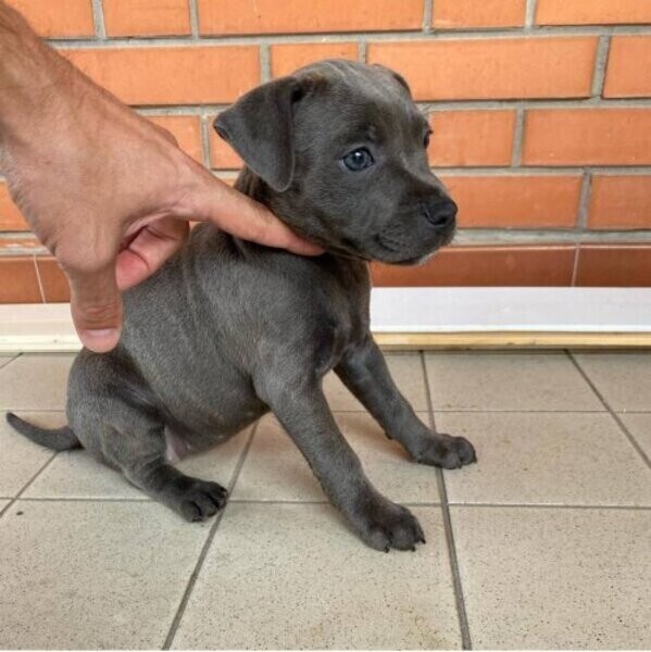 Staffordshire Bull Terrier Puppies all healthy  WhatsApp:+63-9455-189-371  Viber:+63-9455-189-371