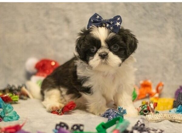 Shih Tzu Puppies all healthy WhatsApp:+63-9455-189-371  Viber:+63-9455-189-371
