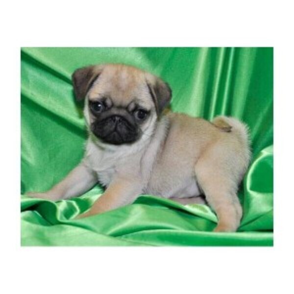 Pug puppies all healthy WhatsApp:+63-9455-189-371  Viber:+63-9455-189-371