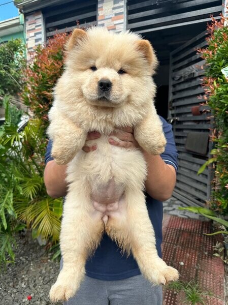 Beautiful Chow Chow Puppies .Please contact us on Viber: +639660614145