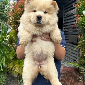 Beautiful Chow Chow Puppies .Please contact us on Viber: +639660614145 | PostAds PH