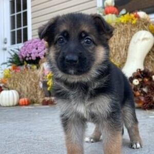 Adorable German shepherd puppies.Please contact us on Viber: +639660614145 | PostAds PH