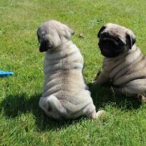 Beautiful Kc Registered Pug Puppies For Sale.Please contact us on Viber: +639660614145 | PostAds PH