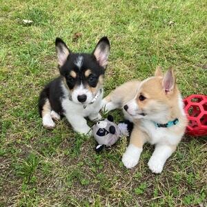 Welsh Corgi Pembroke.Please contact us on Viber: +639660614145 | PostAds PH