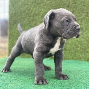 Beautiful cane corso puppies.Please contact us on Viber: +639660614145 | PostAds PH