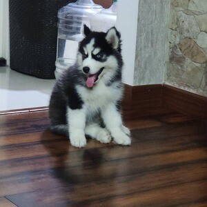 Siberian Husky Puppies For Sale.Please contact us on Viber: +639660614145 | PostAds PH