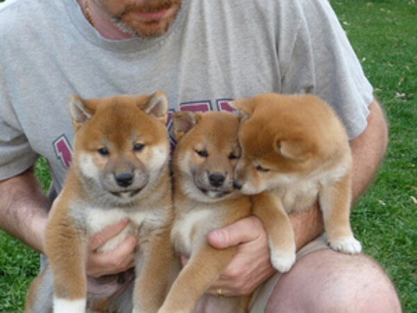 Adorable Japanese Shiba Inu Puppies.Please contact us on Viber: +639660614145