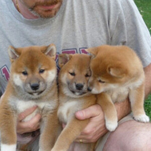 Adorable Japanese Shiba Inu Puppies.Please contact us on Viber: +639660614145 | PostAds PH