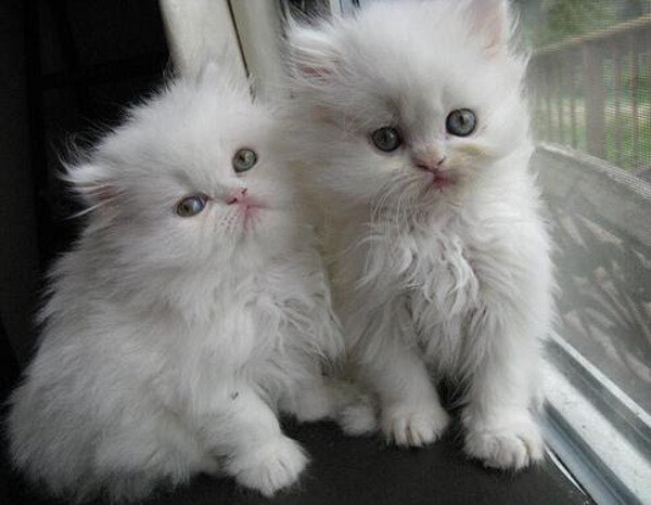 Persian Kittens WhatsApp:+63-9455-189-371  Viber:+63-9455-189-371