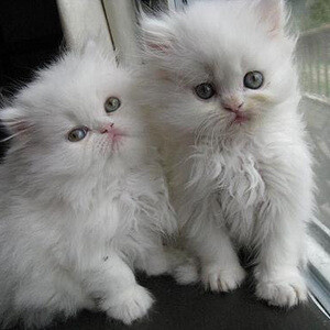 Persian Kittens WhatsApp:+63-9455-189-371 Viber:+63-9455-189-371 | PostAds PH