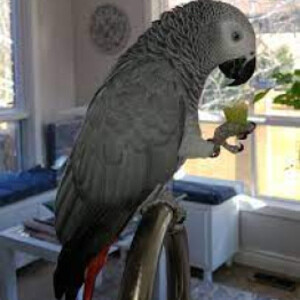 Amazing Talking African Grey Parrots For Good Homes Sell | PostAds PH