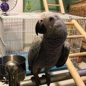 Pair of African Grey Parrots for sale Sell | PostAds PH