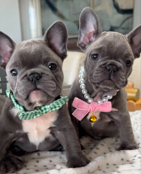 Adorable French bulldog puppies for sale