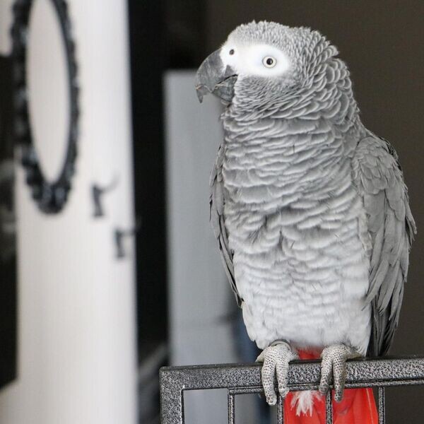 Adorable African grey parrots 