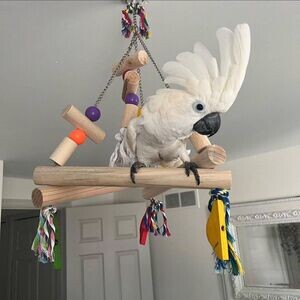 Adorable Umbrella Cockatoo parrots Available For Sale | PostAds PH