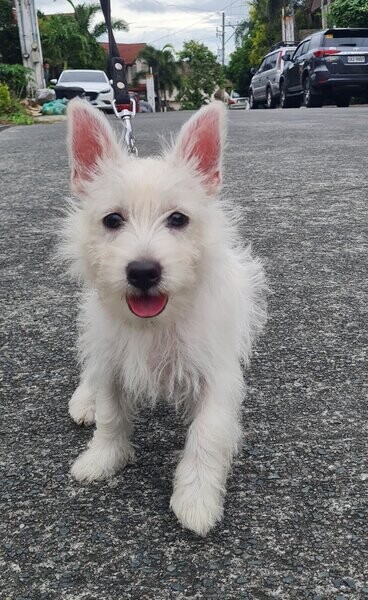 West Highland White Terrier.Please contact us on Viber: +639660614145