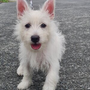 West Highland White Terrier.Please contact us on Viber: +639660614145 | PostAds PH