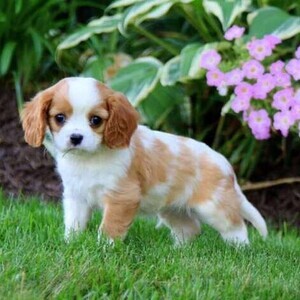 cute adorable Cavalier king charles puppies WhatsApp:+63-9455-189-371 Viber:+63-9455-189-371 | PostAds PH