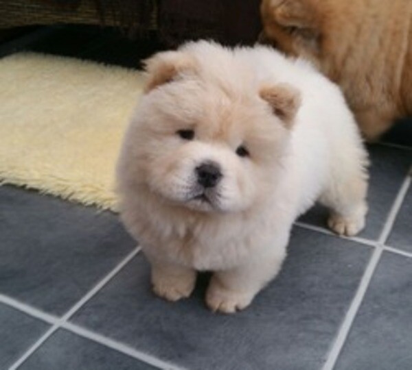 Healthy cute adorable Chow Chow puppies WhatsApp:+63-9455-189-371  Viber:+63-9455-189-371