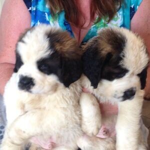 Healthy cute adorable Saint Bernard WhatsApp:+63-9455-189-371 Viber:+63-9455-189-371 | PostAds PH