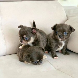 Lovely Chihuahua Puppies For Sale.Please contact us on Viber: +639660614145 | PostAds PH