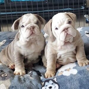 12 Weeks old English Bulldog Puppy.Please contact us on Viber: +639660614145 | PostAds PH