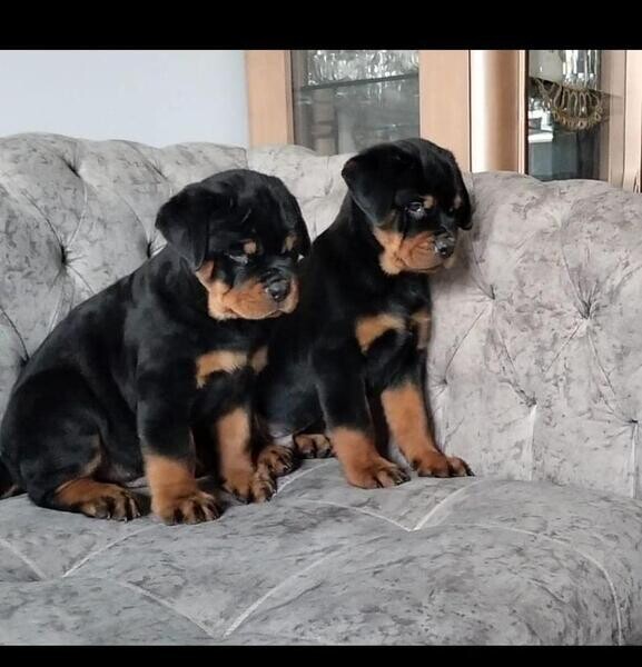 Male And female Rottweiler puppies for pet lovers..Please contact us on Viber: +639660614145