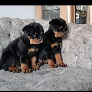Male And female Rottweiler puppies for pet lovers..Please contact us on Viber: +639660614145 | PostAds PH