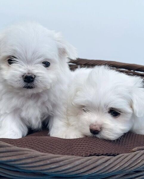 Available Maltese Puppies.Please contact us on Viber: +639660614145