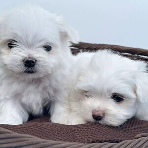 Available Maltese Puppies.Please contact us on Viber: +639660614145 | PostAds PH