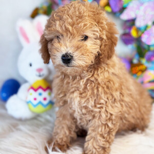 pet for sale | PostAds PH