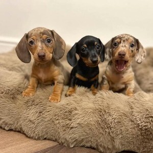 Dachshund Puppies | PostAds PH