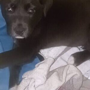 Athena border collie lab mix | PostAds PH