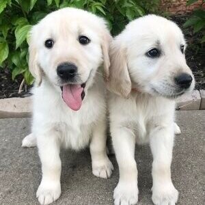 Golden Retrievers | PostAds PH
