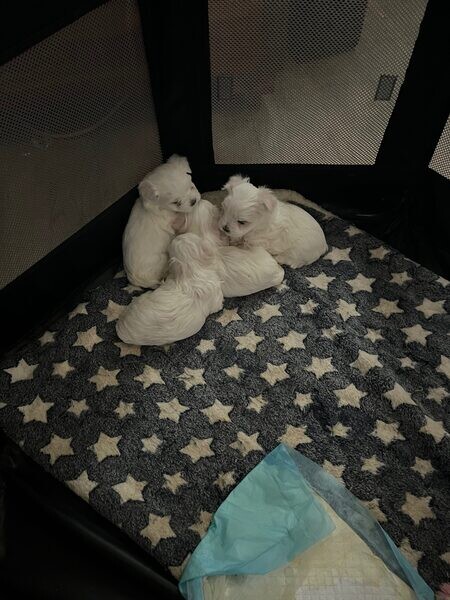  adorable maltess puppies