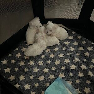 adorable maltess puppies | PostAds PH