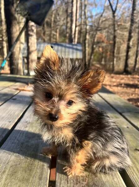  Parti male Yorkshire terrier pup.