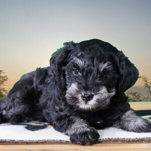 Mini Schnauzer Puppies | PostAds PH