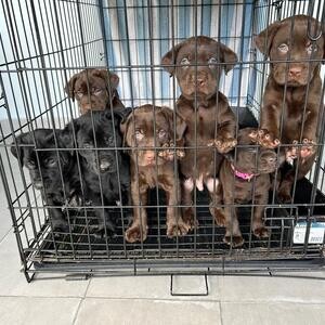 Labrador Retriever Puppies Looking for a Forever H | PostAds PH