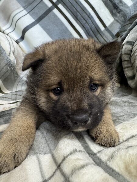 Shiba Inu Jill’s litter