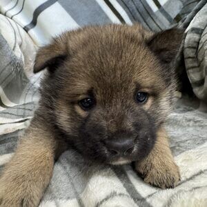 Shiba Inu Jill’s litter | PostAds PH