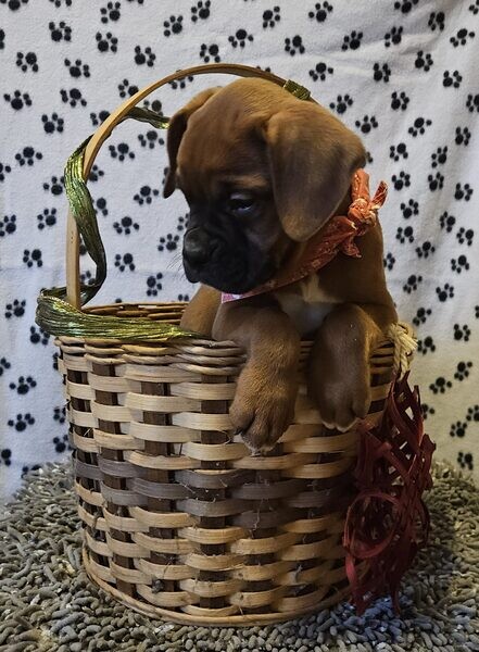 Boxer Puppies for adoption 