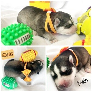 Siberian Huskies | PostAds PH