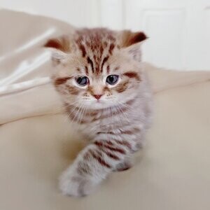 British Shorthair Kittens | PostAds PH