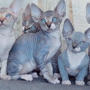 Sphynx kittens | PostAds PH