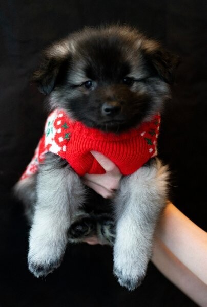 Keeshond Puppy