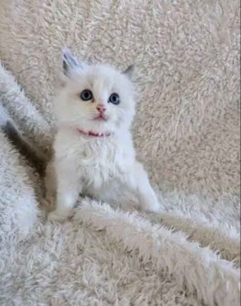 Bueatiful Ragdoll Kitten