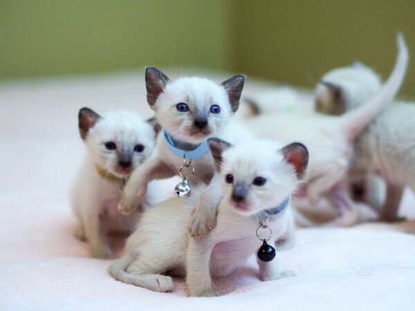 Siamese kittens for new homes