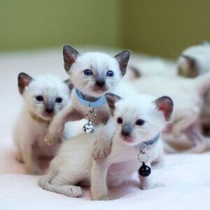 Siamese kittens for new homes | PostAds PH