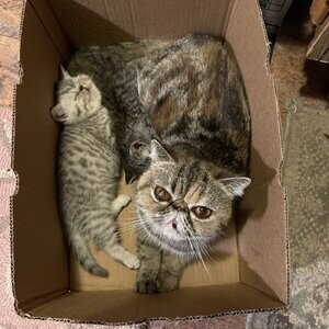 Exotic Shorthair kittens | PostAds PH